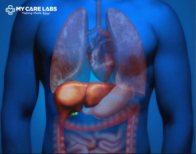 Liver Function And Anatomy